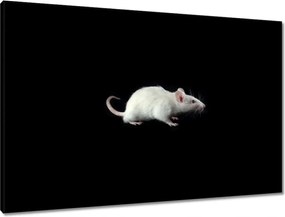Vászonkép 90x60 Fehér kis egér