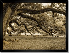 Poszterek keretben 40x30 Erőteljes tölgy