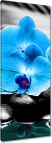 Vászonkép 40x100 Türkiz orchidea Virág