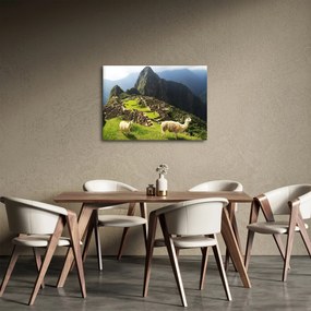 Kép - Lámák Machu Picchuban (70x50 cm)