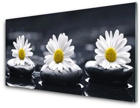 Akrilkép Daisy Stones Plant 100x50 cm 2 fogas