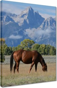 Vászonkép 30x40 Ló a prérin