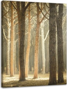 Vászonkép Fák Fény Természet Erdő 30x40 cm Ideális ajándék