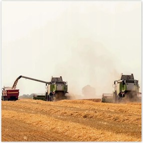 Poszterek 100x100 Gabonabetakarító kombájn