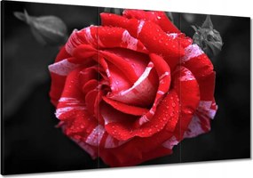 Vászonkép 120x80 Fehér-piros rózsa