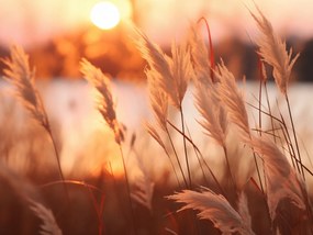 Poszter 80x60cm Arany Nyugat