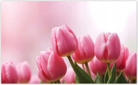 Fotótapéták 416x254 Rózsaszín tulipánok