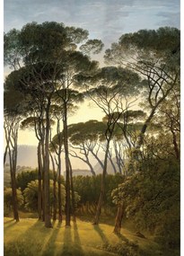 Fototapéta Old Trees 180 x 255 cm, 2 részes