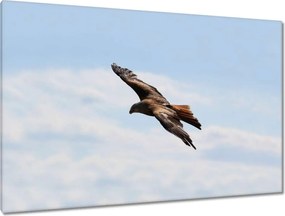 Képek 120x80 Veszélyes ragadozó repülése