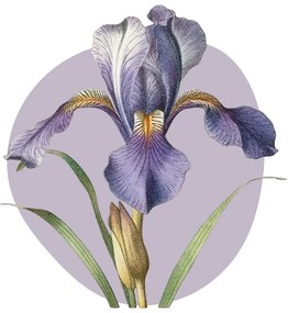 PIPPER. Textil falmatrica "Lila írisz"