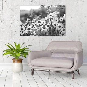 Kép - Százszorszépek (90x60 cm)