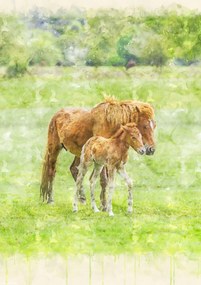 Poszter 21x29,7cm Ló és csikó 2, Assaf Frank