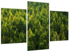 Kép - sűrű erdő (90x60 cm)