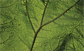 Flizelin fotótapéta Zöld levelek Makro Természet részlet 300x210 +ragasztó