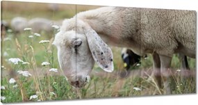 Festmények 180x90 Bárány a legelőn