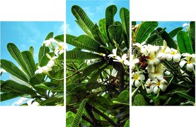 Kép - Plumeria (90x60 cm)