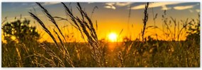 Fotótapéták 312x104 Naplemente a füvek között