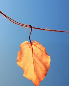 Poszter 40x50cm Utolsó levél