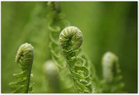 Poszterek 185x125 Páfrányok Erdő Zöld levél