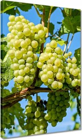 Vászonkép 40x60 Zöld szőlő