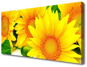 Vászonfotó Napraforgó virág természet 100x50 cm