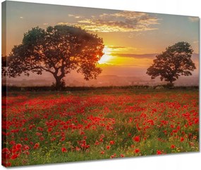 Vászonkép 40x30 Pipacsok a mezőn Tájkép