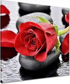 Vászonkép 50x50 Vörös rózsák Kövek