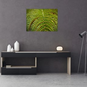 Kép - Fern (70x50 cm)