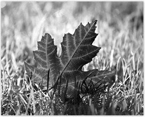 Poszterek 50x40 Őszi levél a fűben