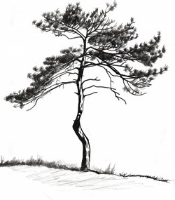 Poszter 42x59,4cm Magányos fenyő