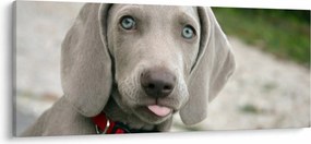 Kép - weimaraner kölyökkutya (120x50 cm)