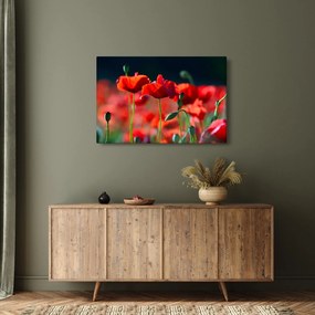 Kép - pipacsok (90x60 cm)