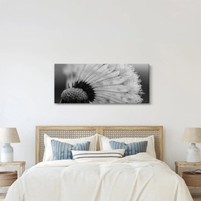 Pitypang képe - fekete fehér (120x50 cm)