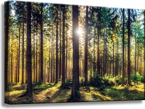 Vászonkép Erdő Nap Fák Tavasz Reggel 60x40 cm