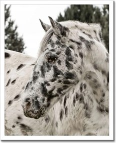 Poszterek keretben 40x50 Almás ló