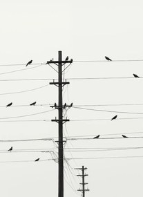 Poszter 40x55cm Szimfónia a drótokon