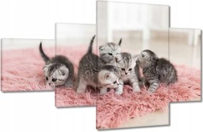 Képek 130x80 Cica Cicák