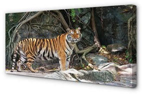 Canvas képek tigris dzsungel 100x50 cm
