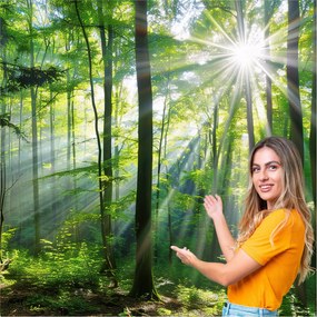 3D fotótapéta Nappali Hálószoba Erdő Fák Nap 490x260 PO11W