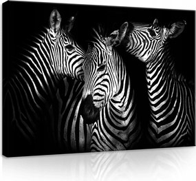 Vászonkép 70x50 Zebra fekete-fehér portré vad természet csíkok kontraszt