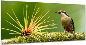 Vászonkép 180x90 Madarak