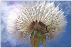 Poszterek 120x80 Pitypang Virág Virágok