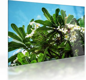 Kép - Plumeria (üvegen) (70x50 cm)