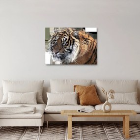 Tigris képe (70x50 cm)