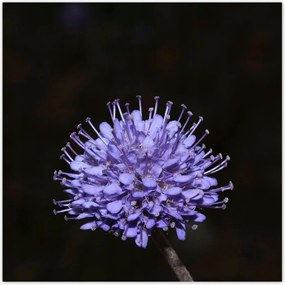 Poszterek 100x100 Nőnap Ajándék Love