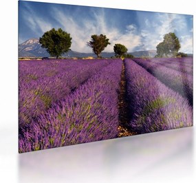 Üveg kép - Levendula mező és hegyek (70x50 cm)