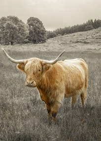 Poszter 39,5x55cm Hegyi tehén 3, Assaf Frank