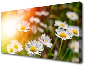 Canvas kép Százszorszépek Flowers Rays 120x60 cm