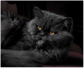 Poszterek 50x40 Cica Cicák