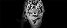 Kép - Tigris kék szemekkel (120x50 cm)